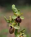 ophrys  sphegodes